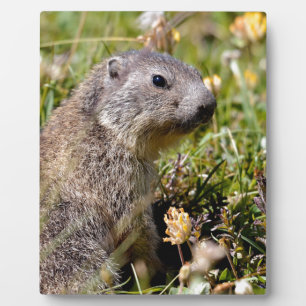 Placa Expositora Joven marmota alpina en la hierba