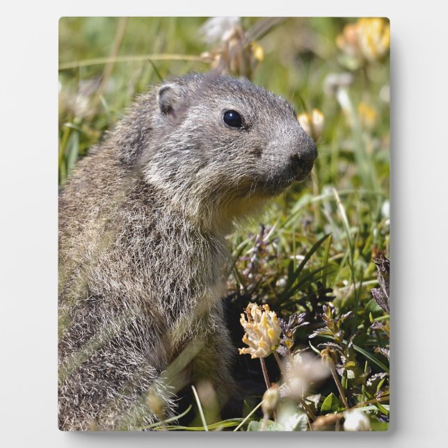 Placa Expositora Joven marmota alpina en la hierba (Frente)