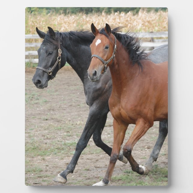 Placa Expositora Juego de caballos (Frente)