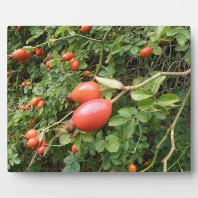Placa Expositora Juicy Red Rose Hips Plaque (Frente)