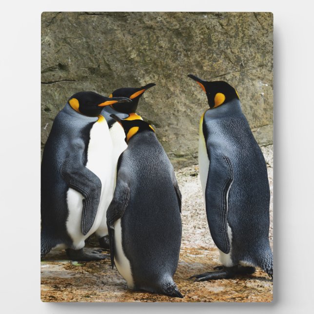 Placa Expositora King Penguin (Frente)