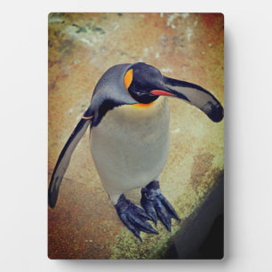 Placa Expositora King Penguin Edinburgh Zoo Scotland