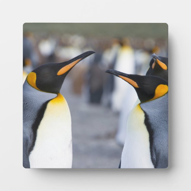 Placa Expositora King Penguins (Frente)