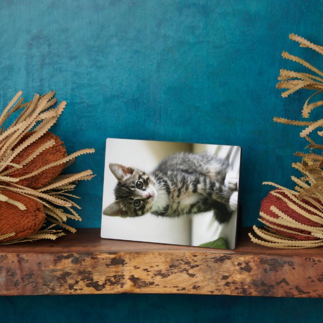 Placa Expositora Kitten Stare (Lado)