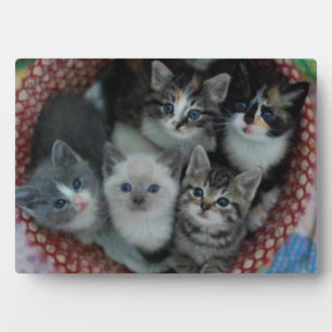 Placa Expositora Kittens In A Basket