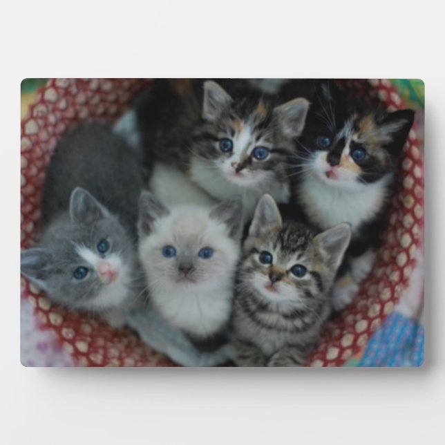 Placa Expositora Kittens In A Basket (Frente)