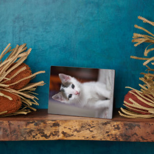 Placa Expositora Kitty con manchas blancas