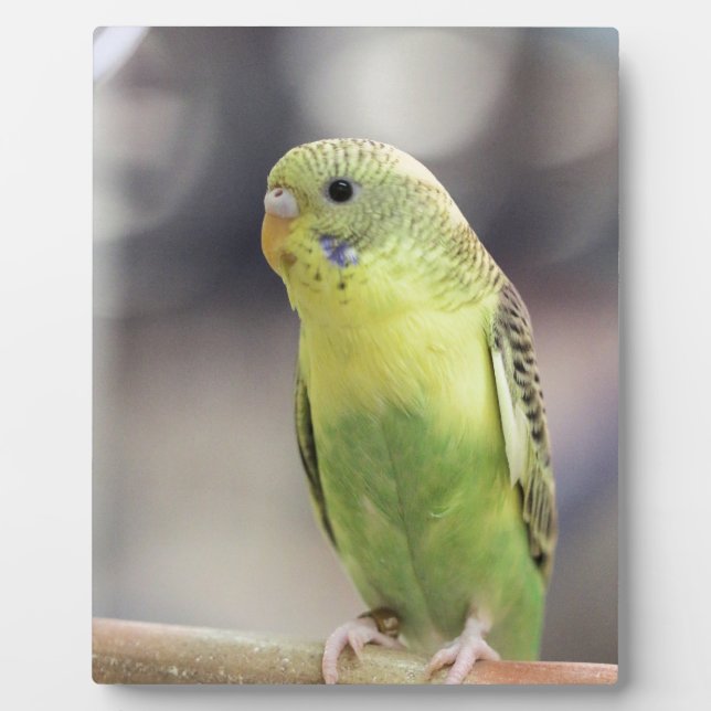 Placa Expositora Kiwi Burbell (Frente)