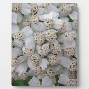 Placa Expositora Kleine weisse Wildblüten