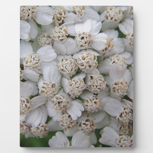 Placa Expositora Kleine weisse Wildblüten (Frente)