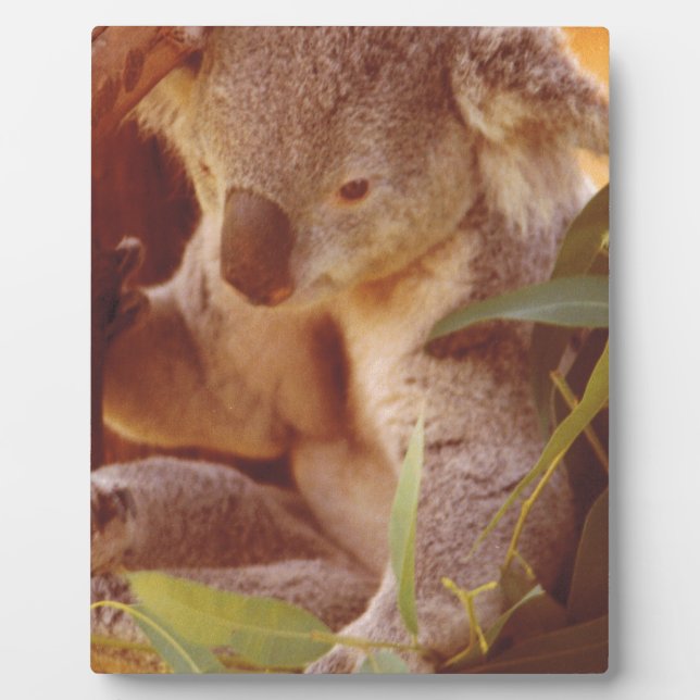 Placa Expositora Koala Bear Love (Frente)
