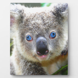 Placa Expositora Koala Bears