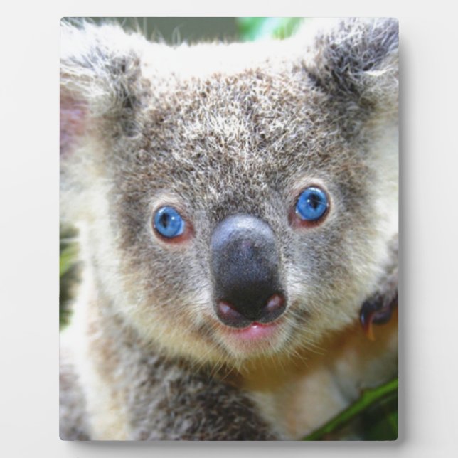 Placa Expositora Koala Bears (Frente)