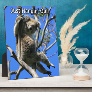 Placa Expositora Koala colgando en Australia