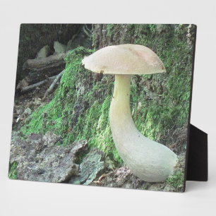 Placa Expositora Kying Mushroom Plaque