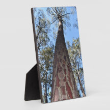 La Gerche Ponderosa Pine Photo Plaque