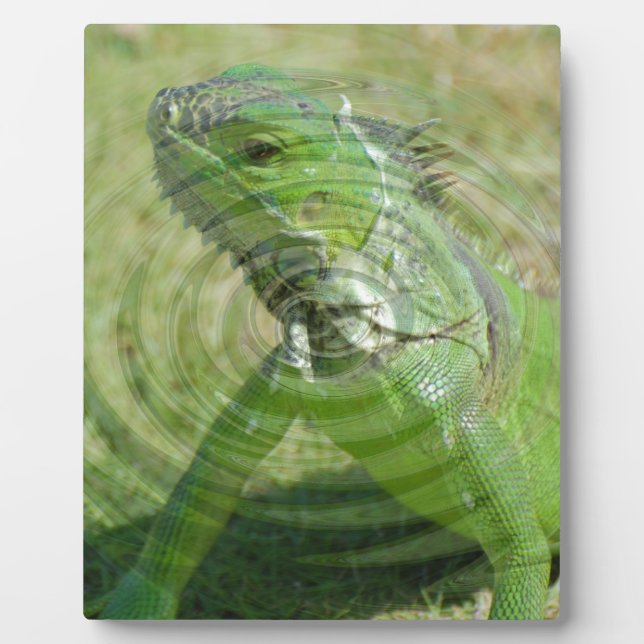 Placa Expositora La iguana verde (Frente)