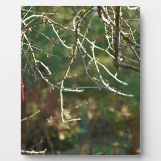 Placa Expositora La linterna