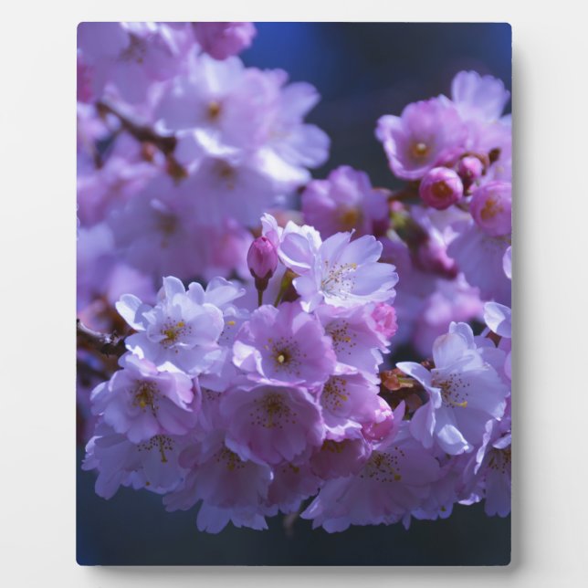 Placa Expositora ¡La primavera ha llegado! (Frente)