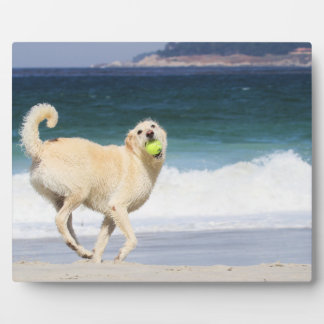 Placa Expositora Labradoodle - Feliz Día en la Playa