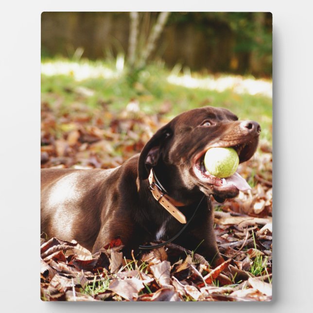 Placa Expositora Labrador Chocolate Jugando Con Pelota (Frente)