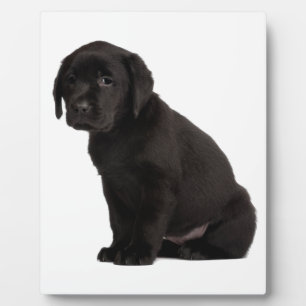 Placa Expositora Labrador negro
