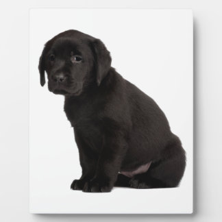 Placa Expositora Labrador negro