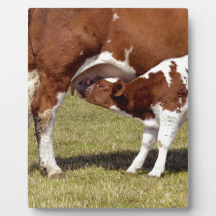 Placa Expositora Lactancia de ternera