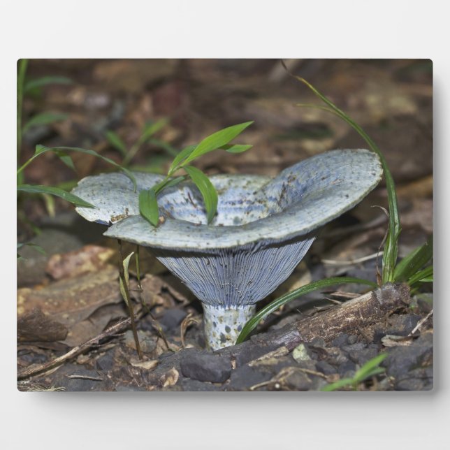 Placa Expositora Lactarius indigo Blue Mushroom (Frente)