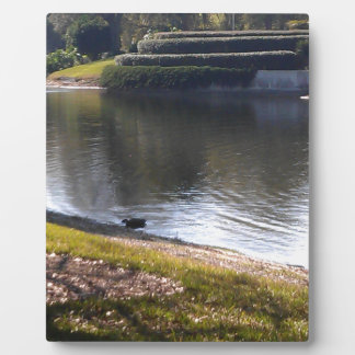 Placa Expositora Lago y Piedra