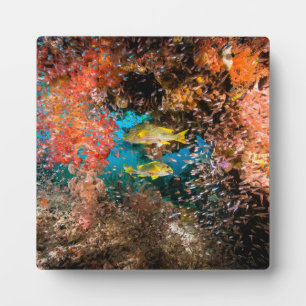 Placa Expositora Laja Ampat Subacuático 6