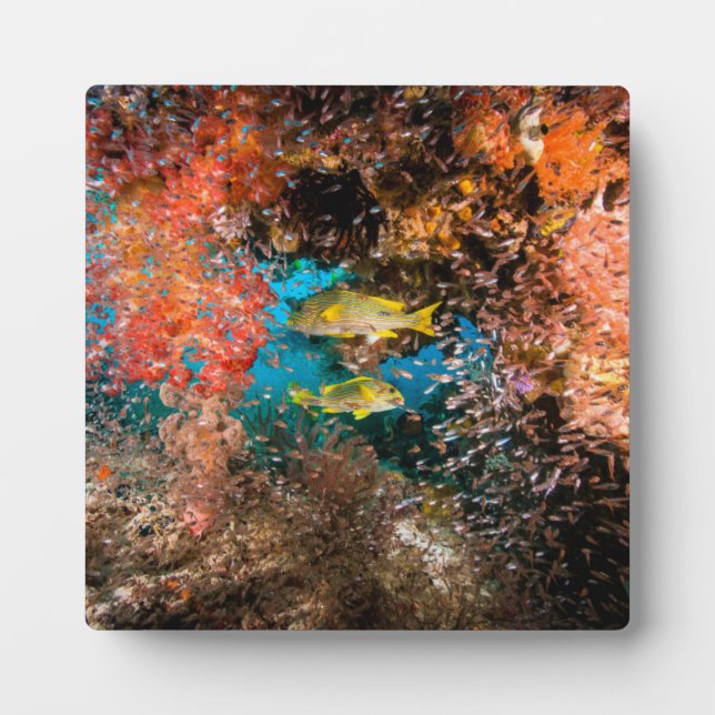 Placa Expositora Laja Ampat Subacuático 6 (Frente)