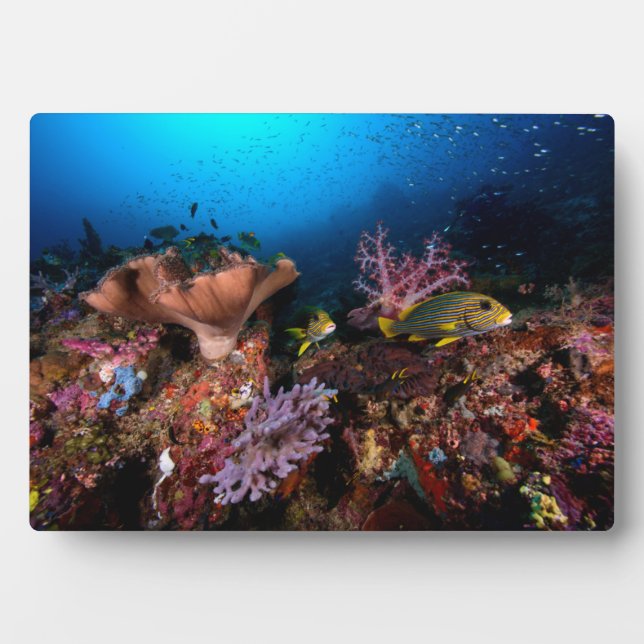Placa Expositora Laja Ampat Underwater (Frente)