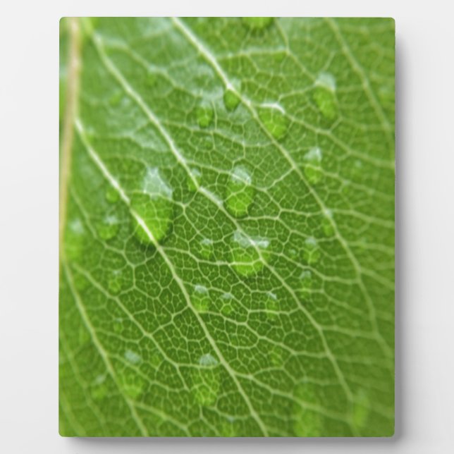 Placa Expositora Leaf verde (Frente)
