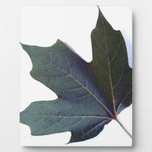 Placa Expositora Leaf verde