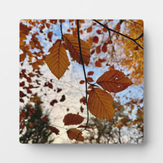 Placa Expositora Leaves