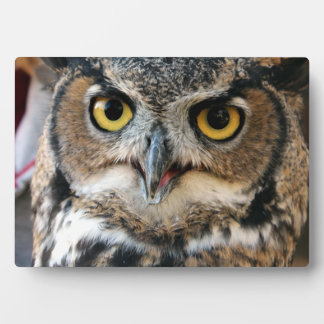 Placa Expositora Lechuza Cuerno Grande (Bubo virginianus)