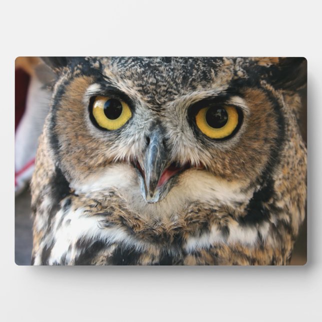 Placa Expositora Lechuza Cuerno Grande (Bubo virginianus) (Frente)