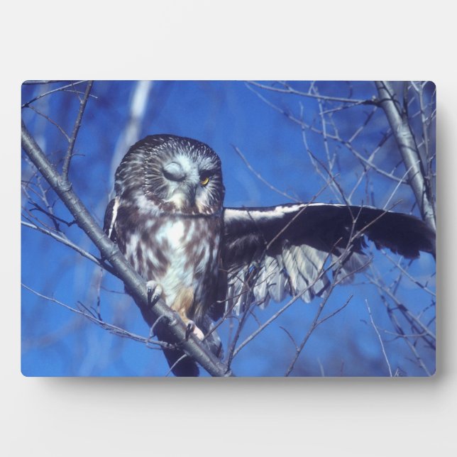 Placa Expositora Lechuza de invierno (Frente)