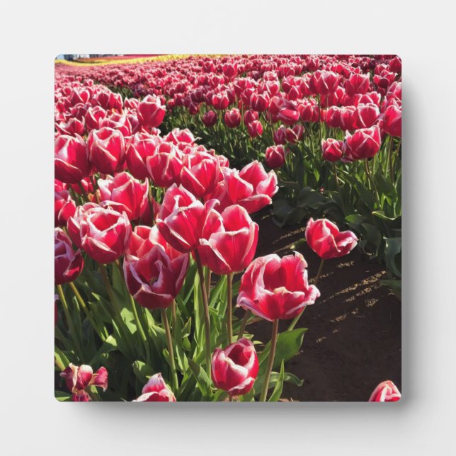 Placa Expositora Leen Van Der Mark Tulips, Oregón (Frente)