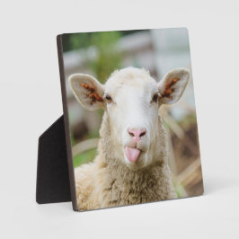 Placa Expositora Lengua de presentación de las ovejas