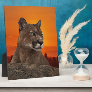 Placa Expositora León de montaña al atardecer