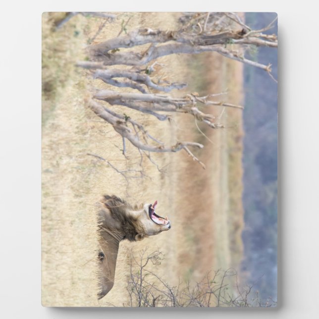 Placa Expositora León de Yawning (Frente)