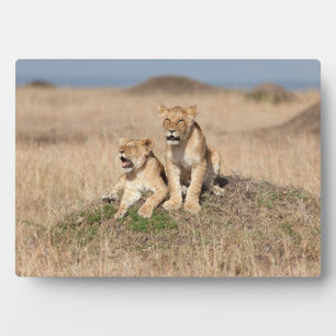 Placa Expositora Leones jóvenes