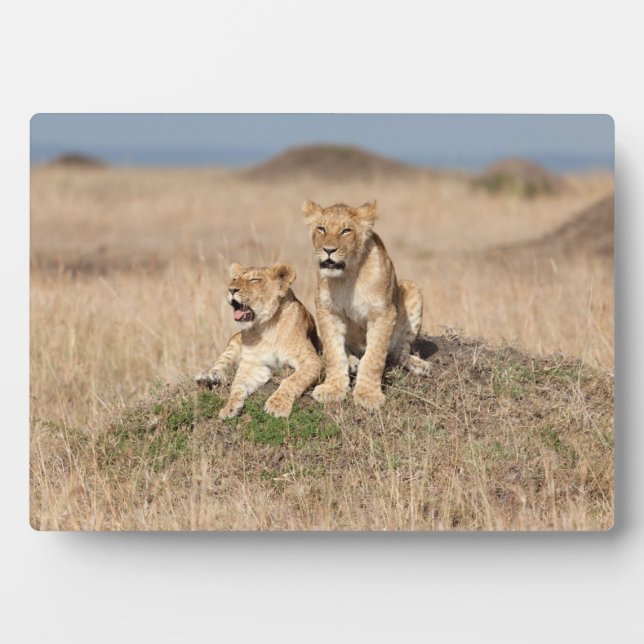 Placa Expositora Leones jóvenes (Frente)