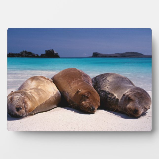 Placa Expositora Leones Marinos Durmiendo En La Playa | Ecuador (Frente)
