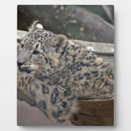 Placa Expositora Leopardo de la nieve