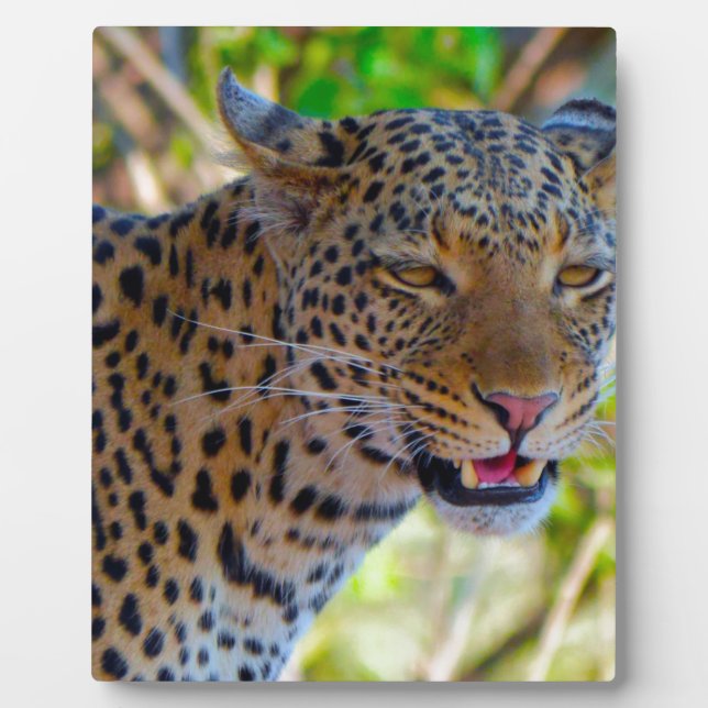 Placa Expositora Leopardo manchado (Frente)