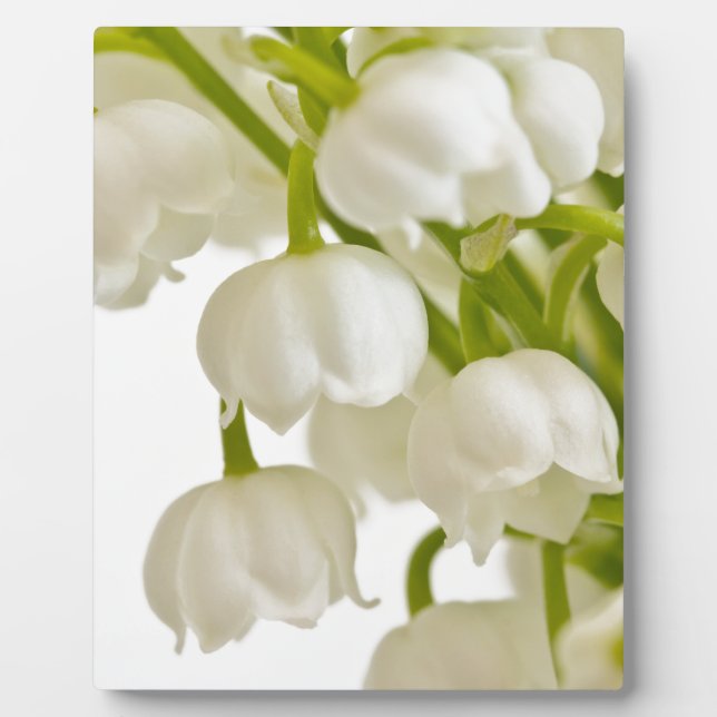 Placa Expositora Lilies blancos (Frente)
