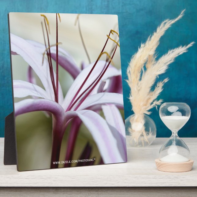 Placa Expositora Lily (Lado)